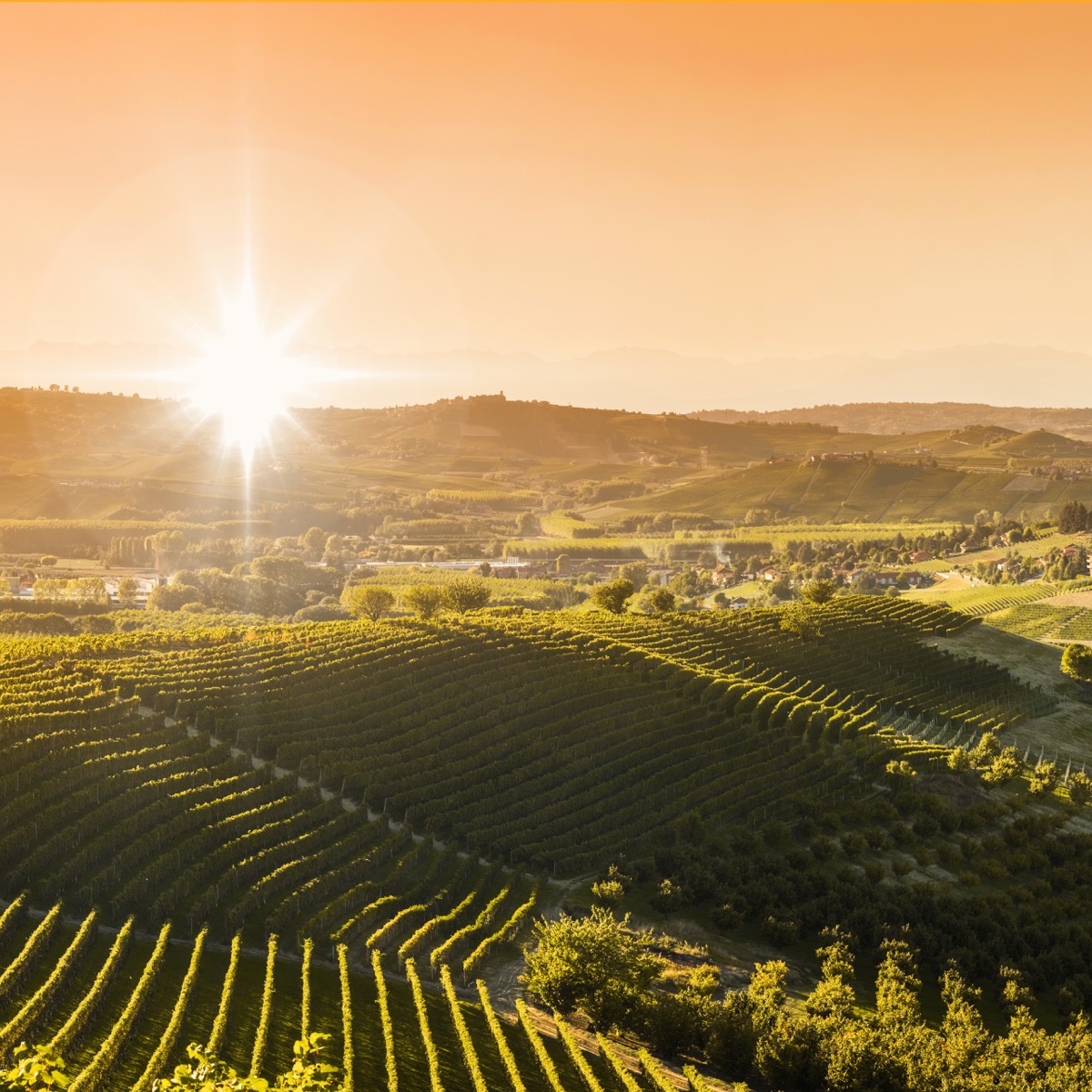Genuine Living in Piemonte Wine Region
